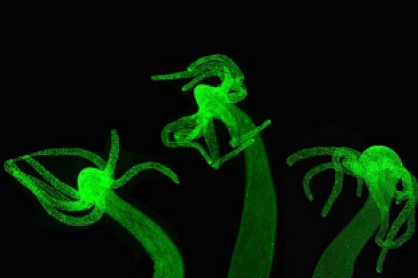 Официальный сайт kraken ссылки зеркала