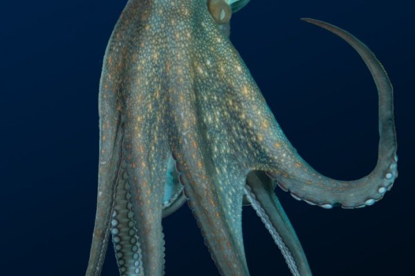 Kraken зеркало kraken dark link